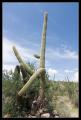 CRW_8947 Saguaro flailing wildly